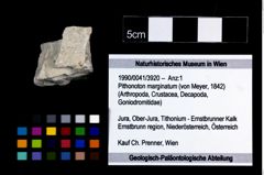 Foto (Objekt + Etikett) von Pithonoton marginatum (von Meyer, 1842)  (NHMW-GEO-1990-0041-3920)